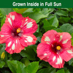 Hibiscus ‘Frosted Lipstick’ (Hibiscus rosa-sinensis hybrid)