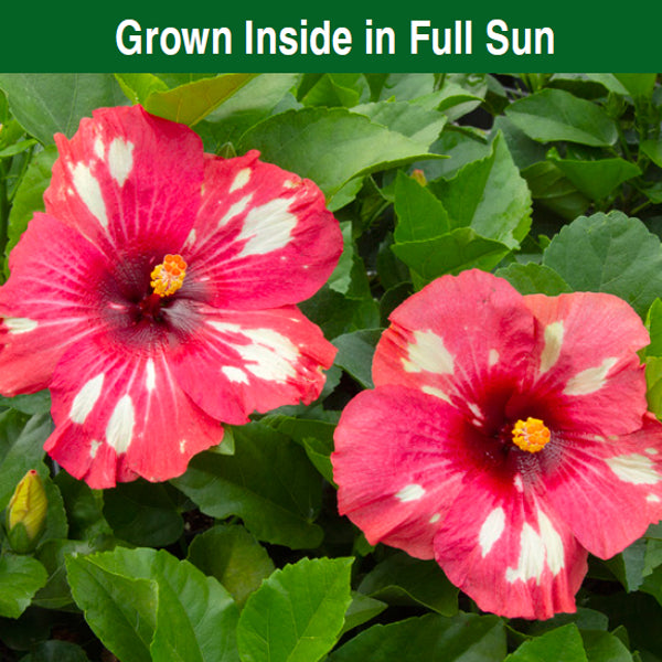 Hibiscus ‘Frosted Lipstick’ (Hibiscus rosa-sinensis hybrid)