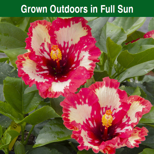 Hibiscus ‘Frosted Lipstick’ (Hibiscus rosa-sinensis hybrid)