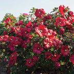 Hardy Hibiscus Head Over Heels® Desire™ PPAF (Hibiscus moscheutos hybrid)
