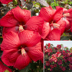 Hardy Hibiscus Head Over Heels® Desire™ PPAF (Hibiscus moscheutos hybrid)