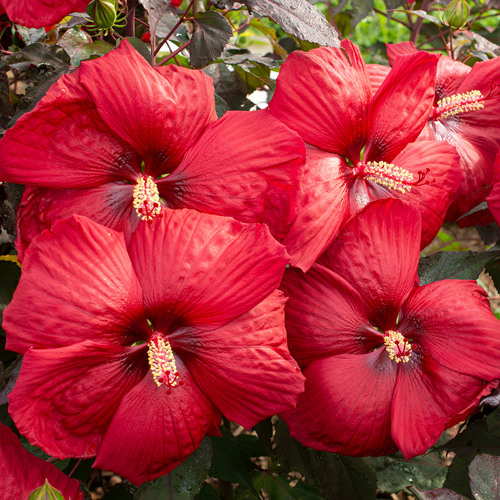 Hardy Hibiscus Head Over Heels® Desire™ PPAF (Hibiscus moscheutos hybrid)