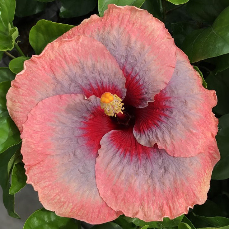 Hibiscus ‘Liam’s Rainbow’