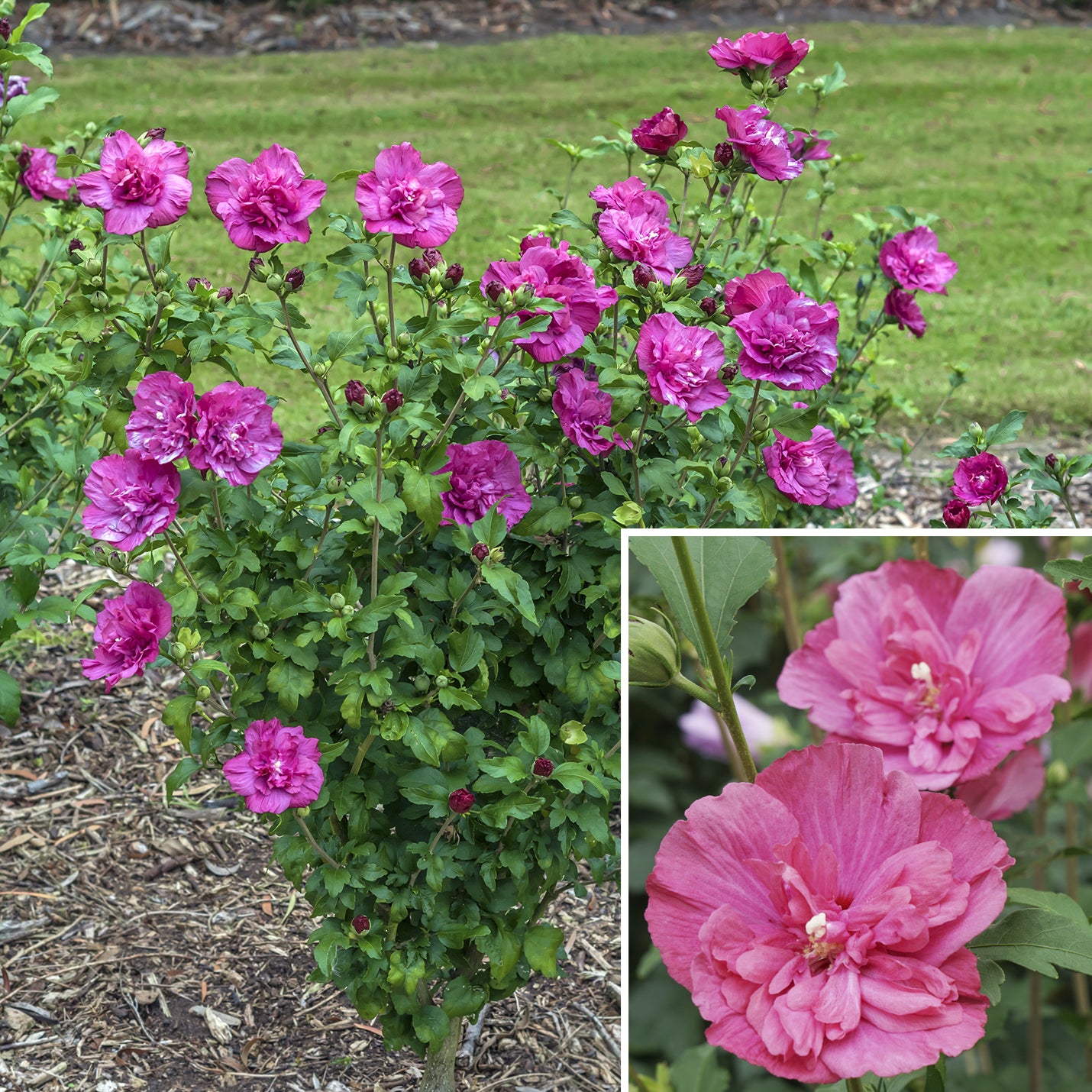 Hardy Hibiscus Magenta Chiffon® PP (Hibiscus syriacus)