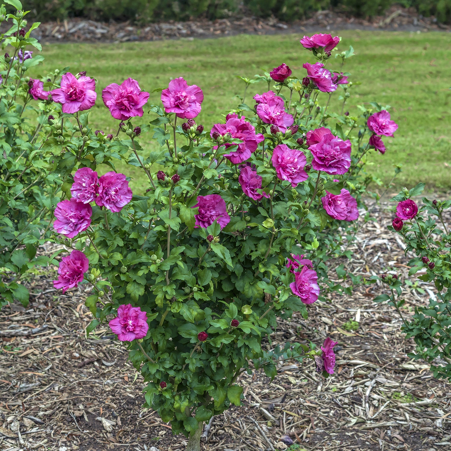 Hardy Hibiscus Magenta Chiffon® PP (Hibiscus syriacus)