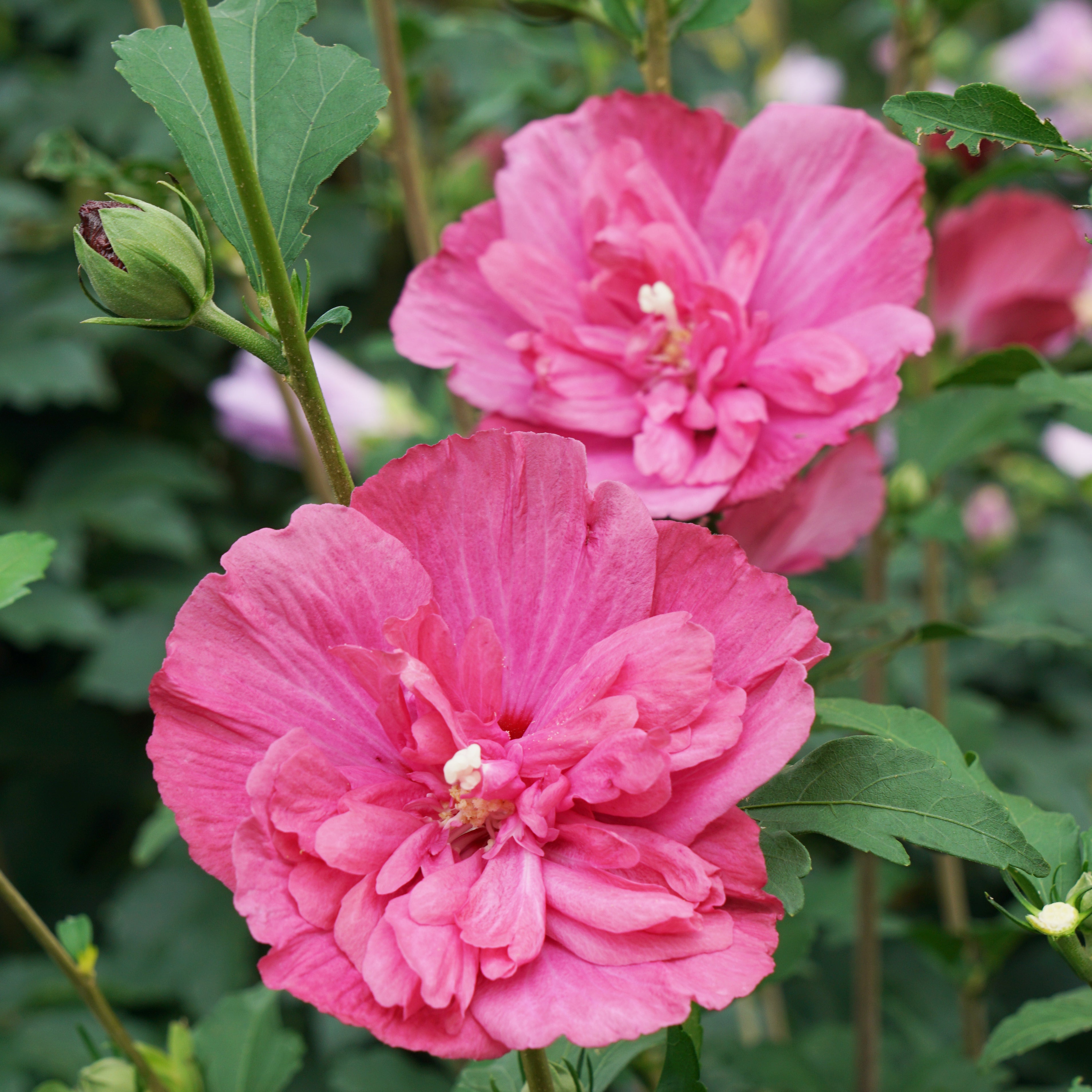Hardy Hibiscus Magenta Chiffon® PP (Hibiscus syriacus)