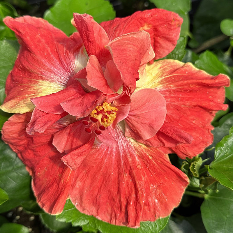 Hibiscus ‘My Guy’ (Hibiscus rosa-sinensis hybrid)