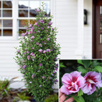 Hardy Hibiscus Purple Pillar® (Hibiscus syriacus)