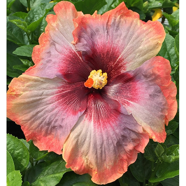Hibiscus ‘Space Oddity’ (Hibiscus rosa-sinensis hybrid)