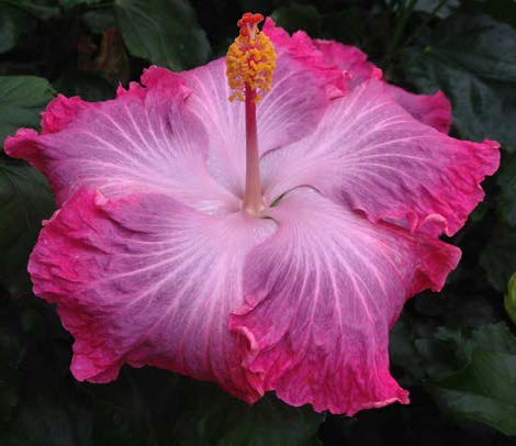 Hibiscus ‘Swamp Cloud’ (Hibiscus rosa-sinensis hybrid)