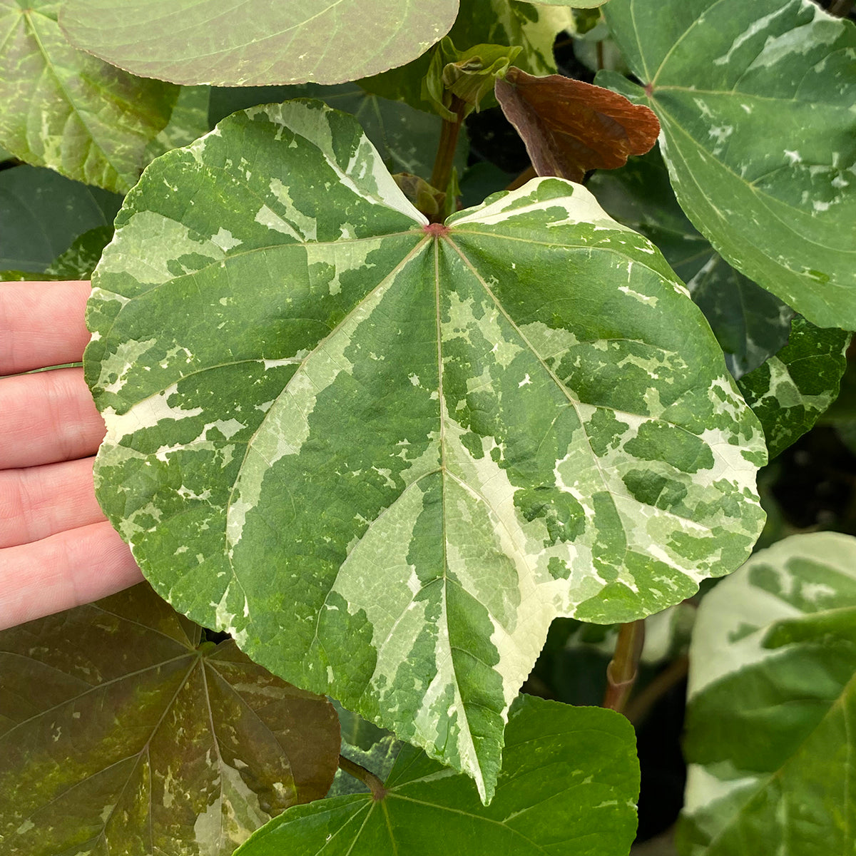 Variegated Mahoe Tree (Hibiscus tiliaceus)