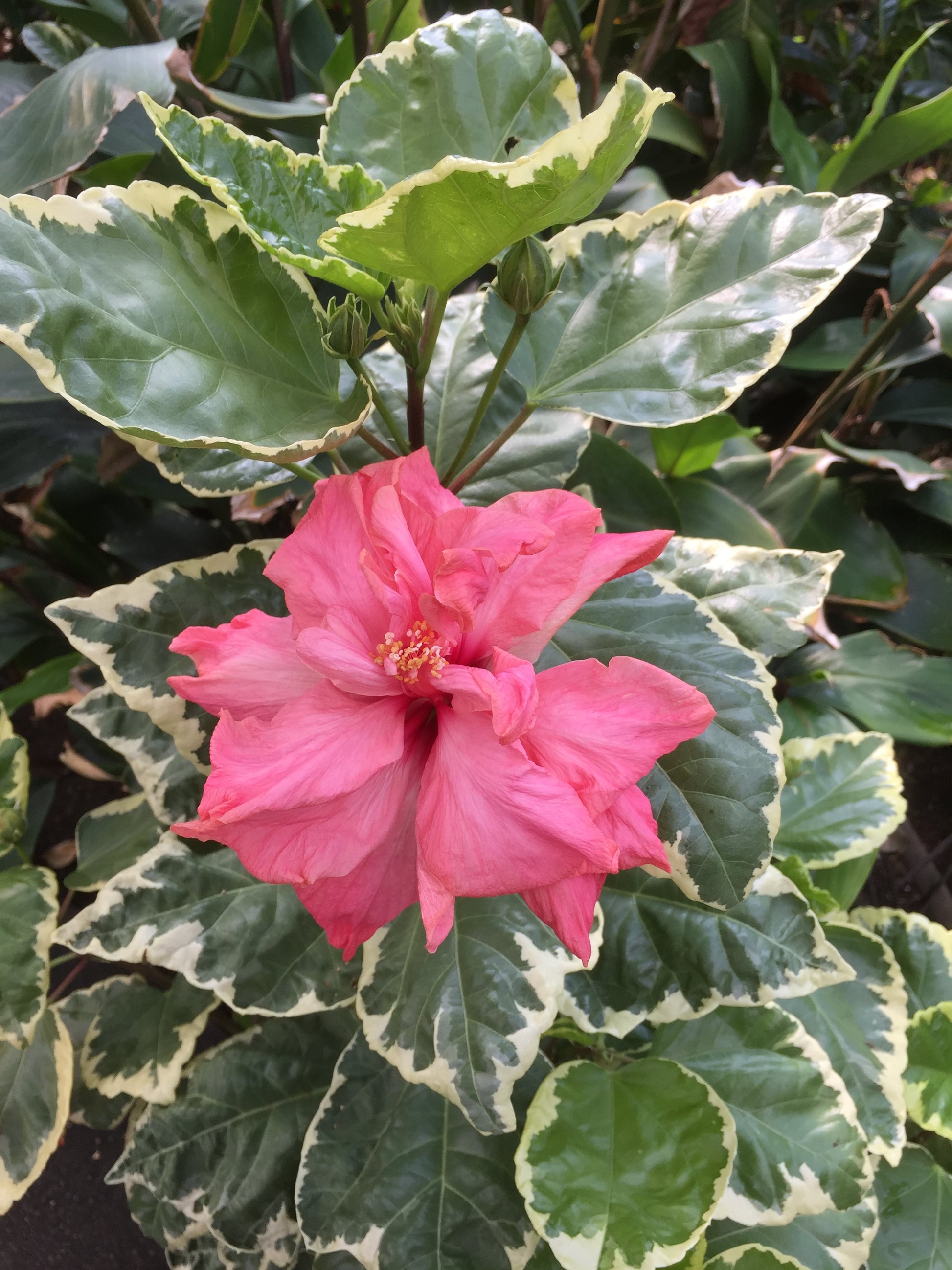 Variegated Pink Hibiscus (Hibiscus rosa sinensis hybrid)