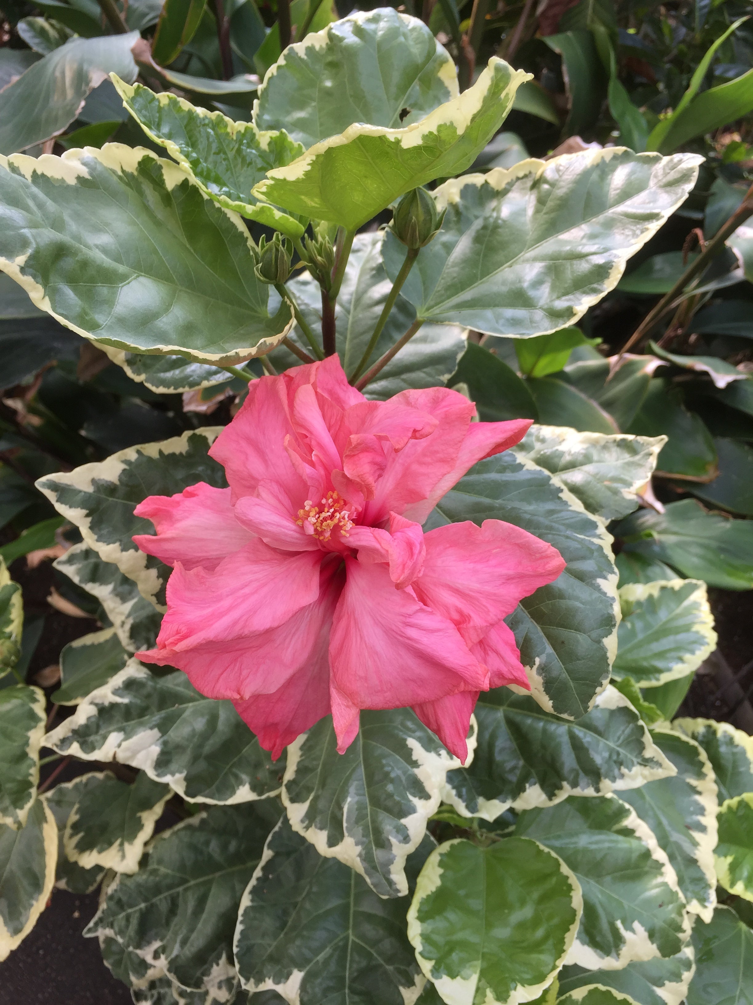 Variegated Pink Hibiscus (Hibiscus rosa sinensis hybrid)
