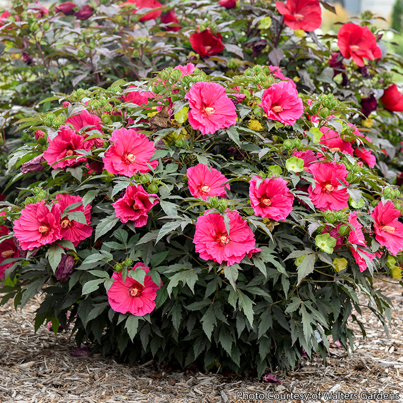 Hardy Hibiscus ‘Watermelon Ruffles’ PPAF
