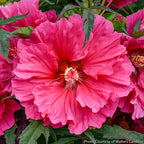 Hardy Hibiscus ‘Watermelon Ruffles’ PPAF