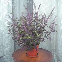 holy-basil-krishna-ocimum-sanctum (tea-and-beverage-plants)