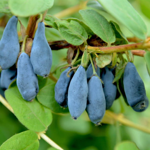 Honeyberry Bush Set ‘Indigo Gem’ & ‘Tundra’ (Lonicera caerulea var.edulis)