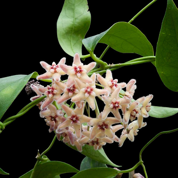 Fuzzy-Flowered Hoya (Hoya boutii)