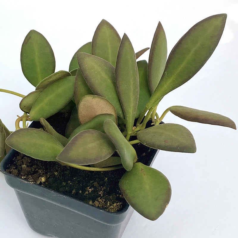 Hoya burtoniae (Hoya sp. aff. burtoniae)