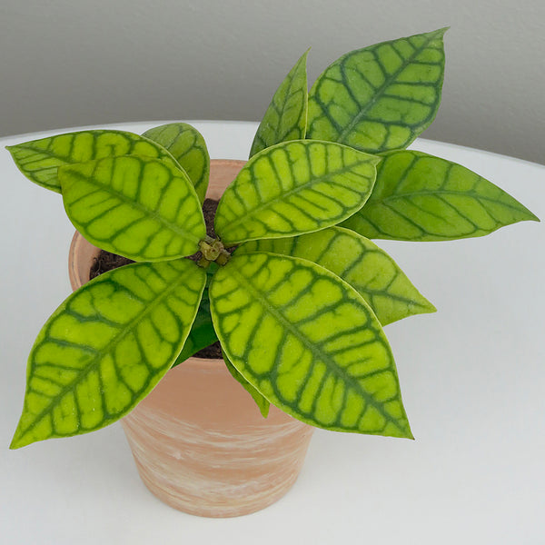 レア　ホヤ　Hoya callistophylla narrow カット Hoya callistophylla For Sale – Logee's Plants