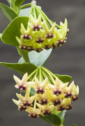 Bush Hoya (Hoya cumingiana)
