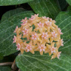 Hoya fitchii (Hoya species)