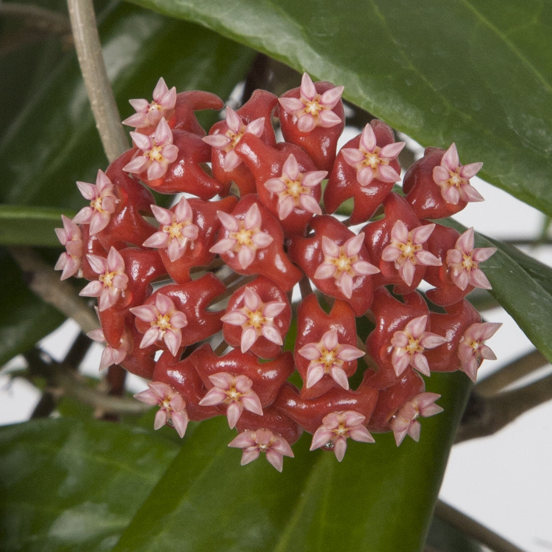 Hoya ilagiorum (Hoya ilagiorum)