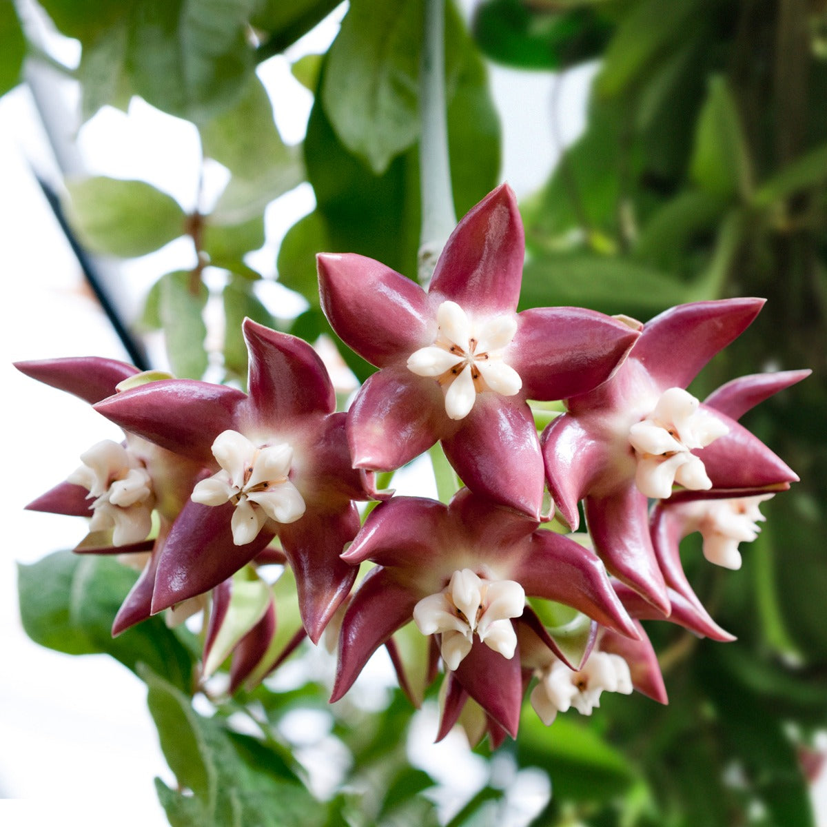 Hoya ‘Imperialis Red’ (Hoya imperialis)