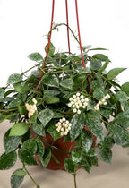 Hoya ‘Silver Splash’ (Hoya krohniana)