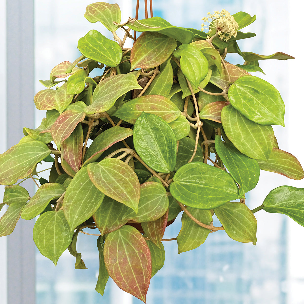 Hoya merrillii (Hoya merrillii)