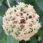 Hoya merrillii (Hoya merrillii)