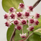 Variegated Hoya obovata ‘Splash’ (Hoya obovata variegata)