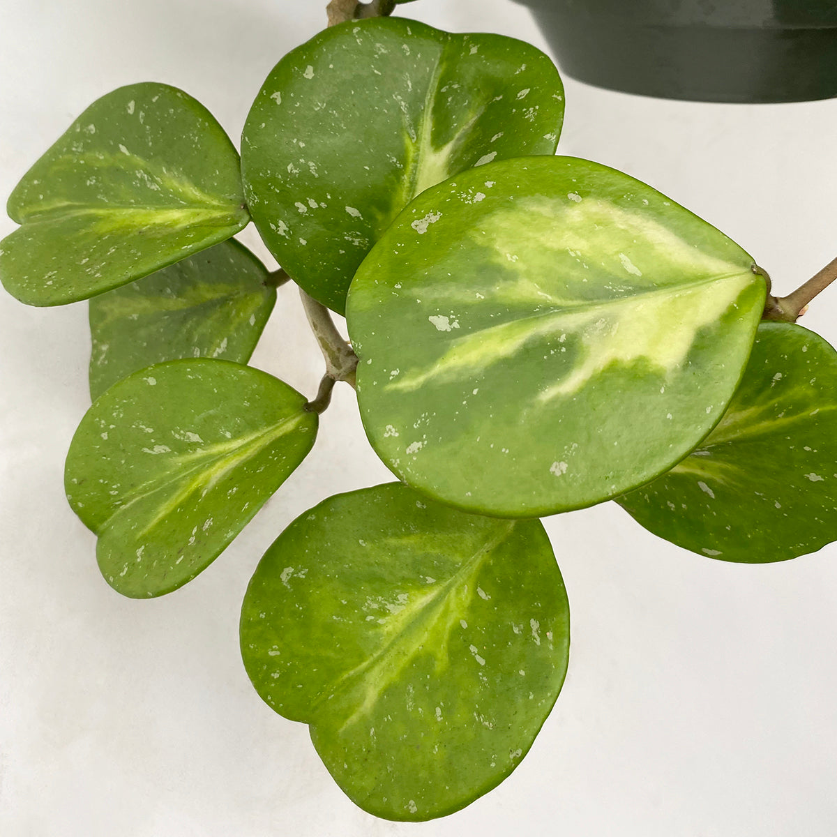 Variegated Hoya obovata ‘Splash’