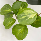 Variegated Hoya obovata ‘Splash’ (Hoya obovata variegata)