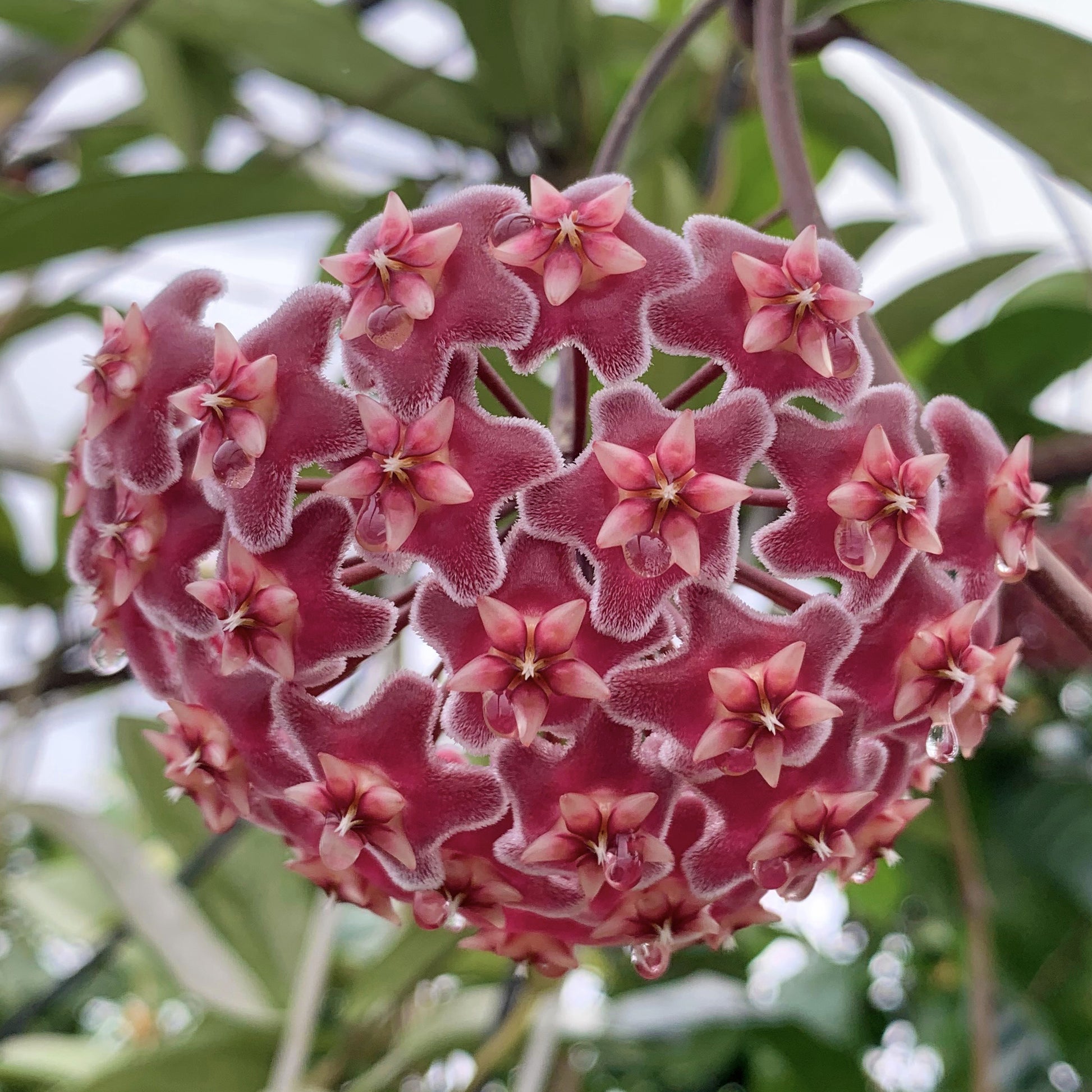 Hoya pubicalyx (Hoya pubicalyx)