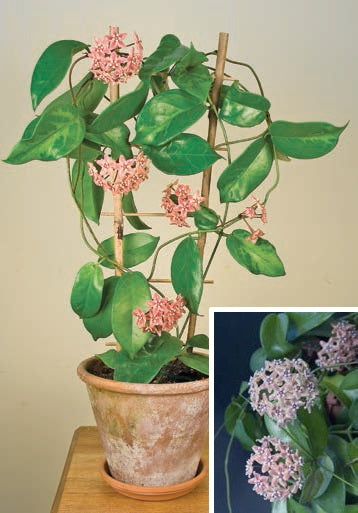 Fragrant Grape Hoya (Hoya subcalva)