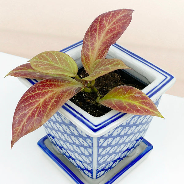 Hoya ‘Sunrise’ (Hoya species)