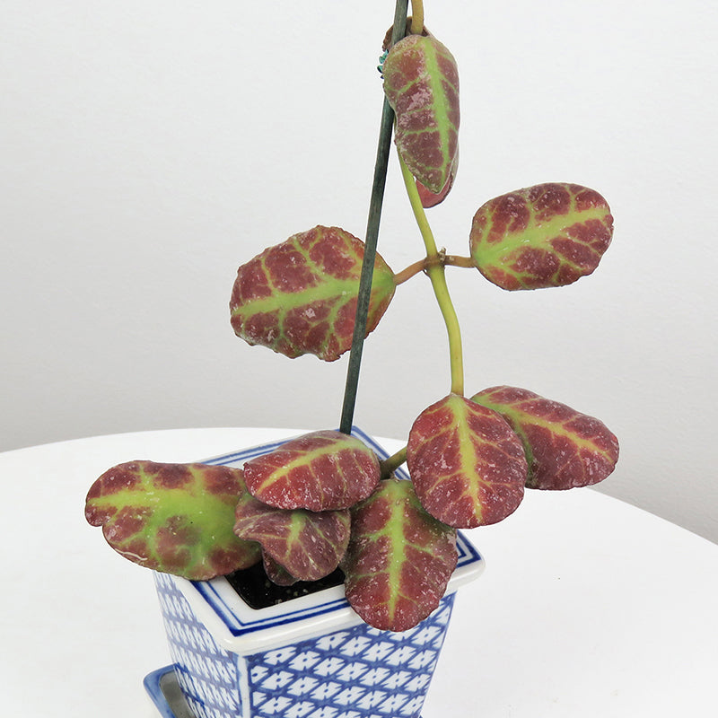 Hoya waymaniae