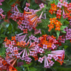 Hummingbird Flower (Bouvardia ternifolia)