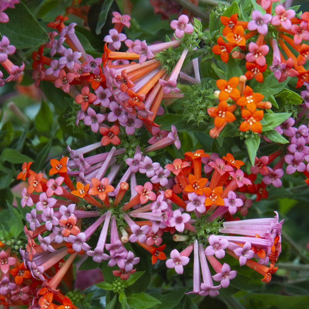 Hummingbird Flower (Bouvardia ternifolia)