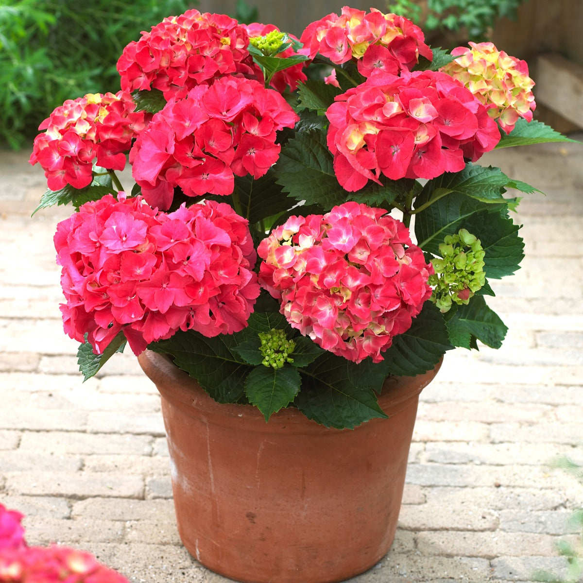 Hydrangea Next Generation® ‘Red Sensation’ PP (Hydrangea macrophylla hybrid)