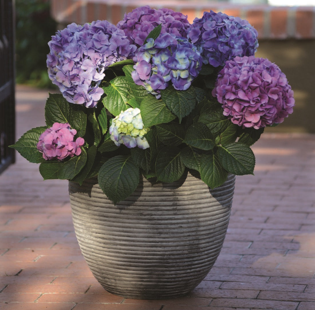 Hydrangea L.A. Dreamin'® PPAF (Hydrangea macrophylla)