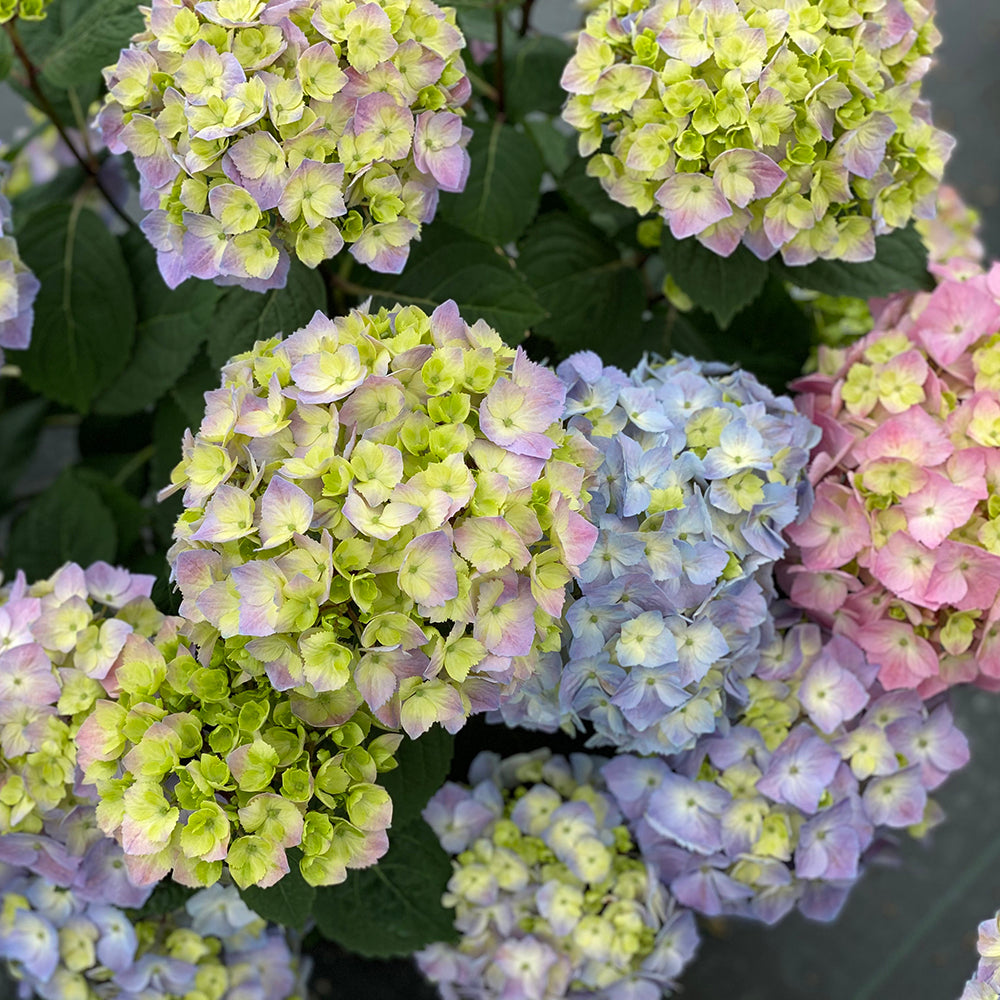 Hydrangea Let’s Dance Sky View® PP