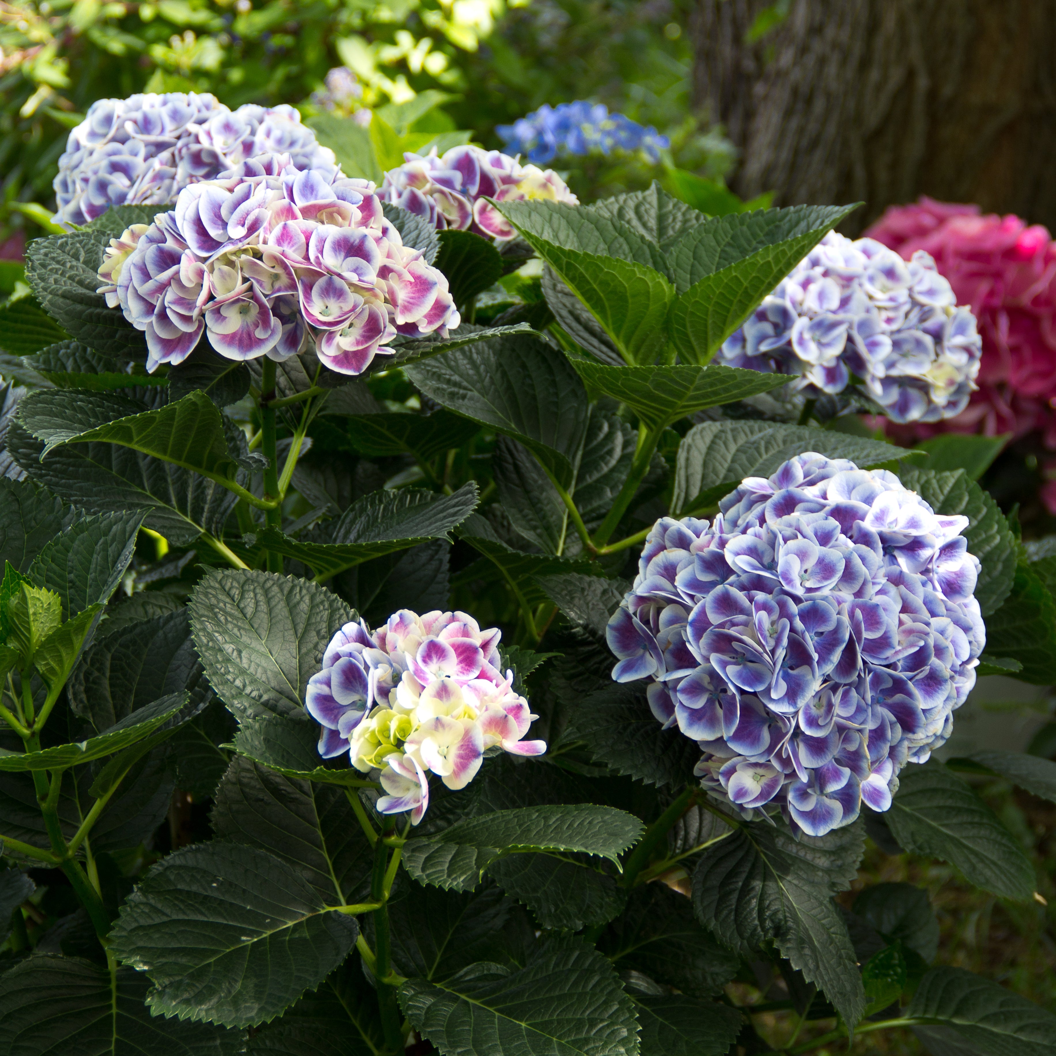Hydrangea Cityline® Mars (Hydrangea macrophylla)