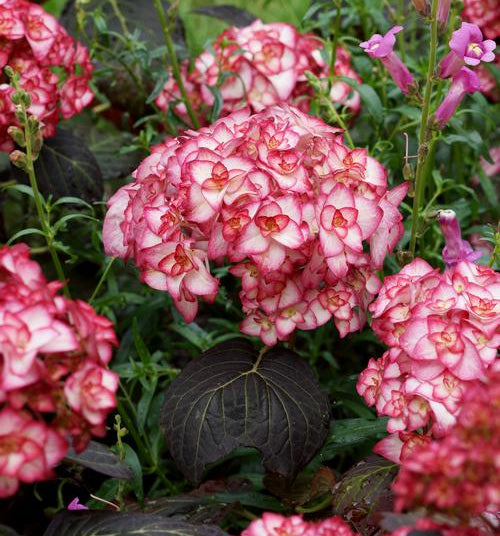 Hydrangea ‘Miss Saori’ (Hydrangea macrophylla)