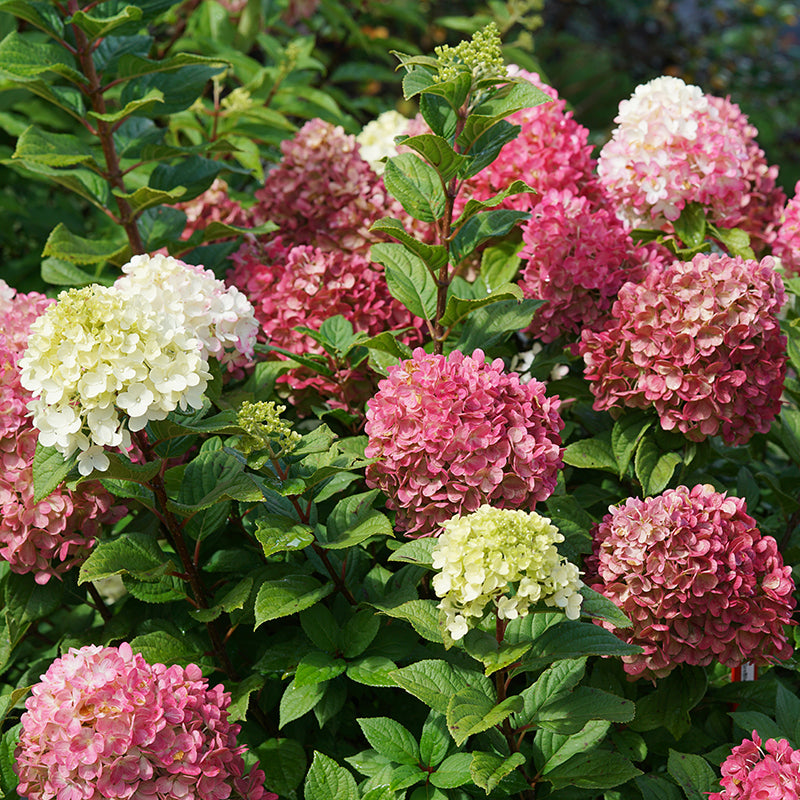 Hydrangea Little Lime Punch® PP (Hydrangea paniculata hybrid)