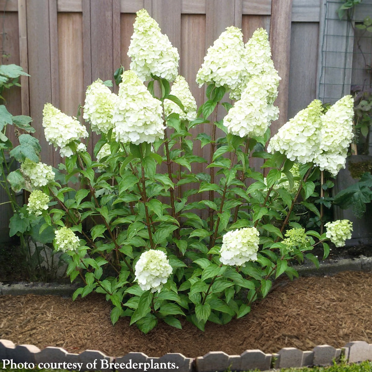 Hydrangea ‘Polar Bear’ PP (Hydrangea paniculata hybrid)
