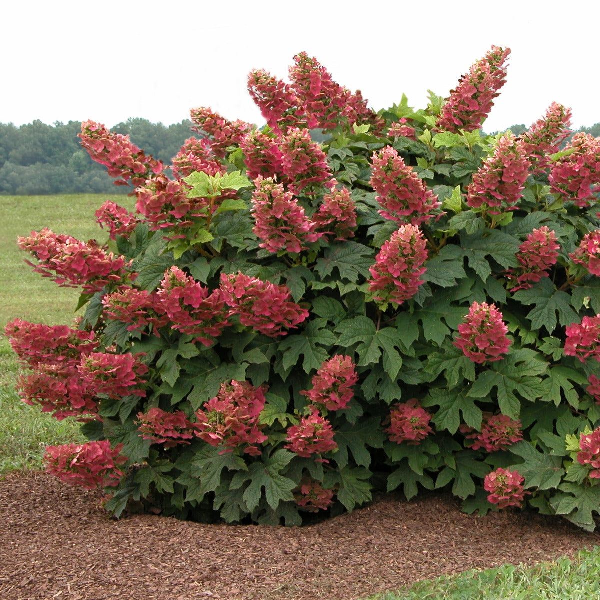 Oakleaf Hydrangea ‘Ruby Slippers’ (Hydrangea quercifolia hybrid)