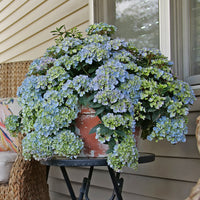 Cascade Hydrangea Fairytrail Fresco™ PP