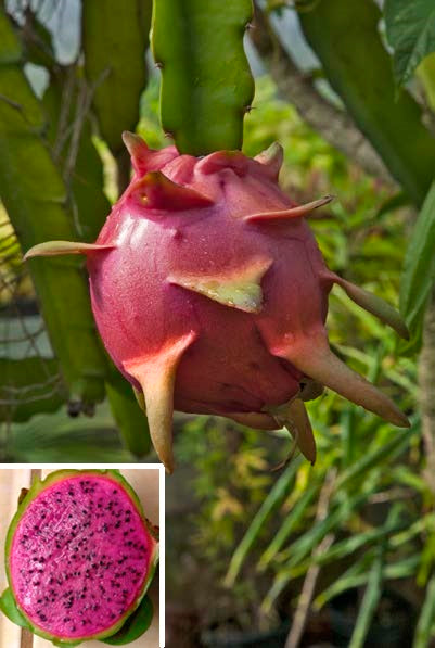 Dragon Fruit Plant ‘Edgar’s Baby’ (Hylocereus hybrid)
